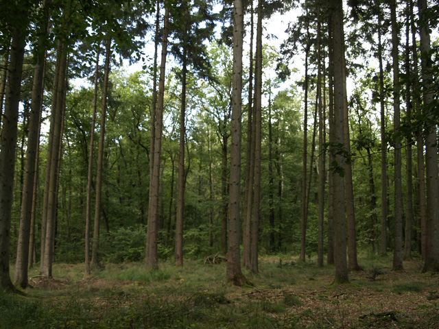 Ihre-Mitgliedschaft-im-Waldbauverein-Dithmarschen